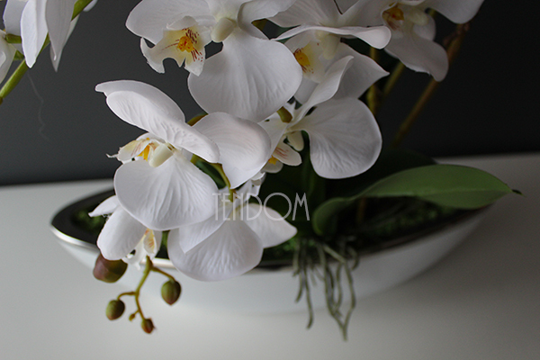 efektowny storczyk Laos White&Silver, wys.52cm