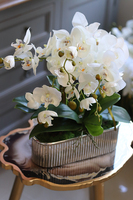 elegancki biały storczyk w srebrnej donicy, Santiago, wys.47cm