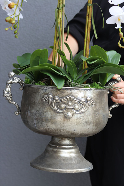 bardzo duży storczyk w eleganckim pucharze, Angelo, wys.87cm