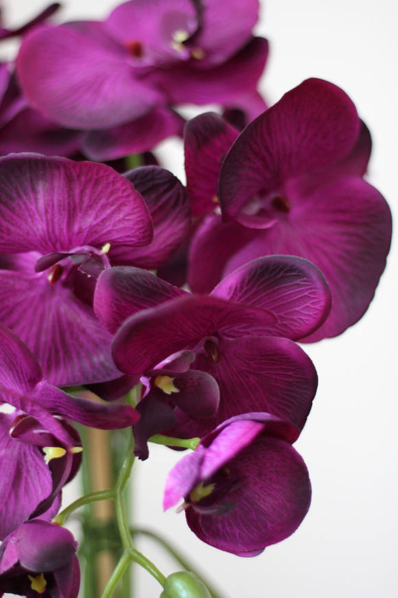 Iwona Cinderella, fioletowy storczyk w lustrzanej donicy, wys.70cm