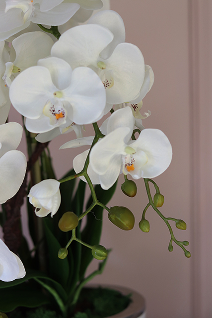 śliczny storczyk Cinderella White & Silver w stylowej donicy, wys.50cm