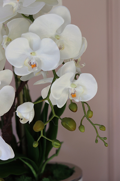 śliczny storczyk Cinderella White & Silver w stylowej donicy, wys.50cm