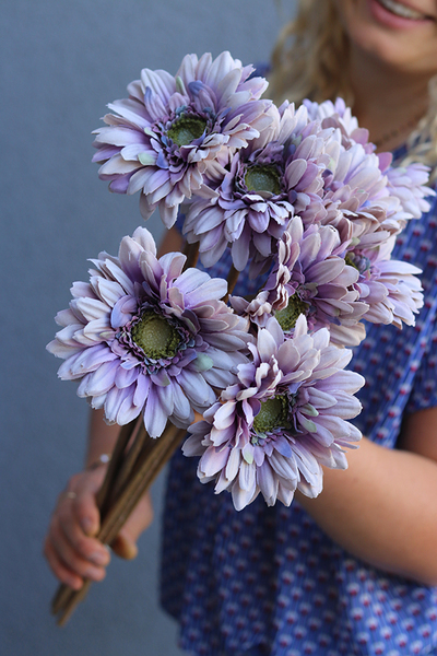 Gerbery Flamenco, bukiet fioletowo-beżowych kwiatów, dł.51cm