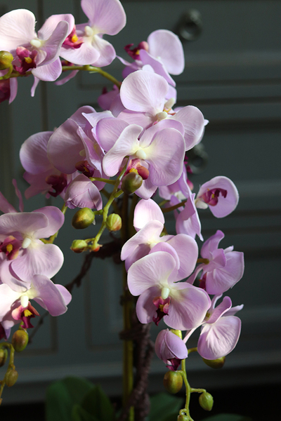 Lawendowa Kraina, storczyk w ceramicznej, fioletowej donicy, wys.68cm