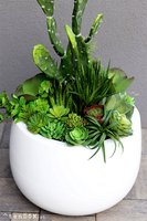 Desideria Cacti Fiberglass, sukulenty z kaktusem w białej donicy,  wys.92cm