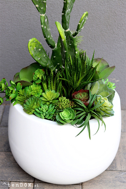 Desideria Cacti Fiberglass, sukulenty z kaktusem w białej donicy,  wys.92cm