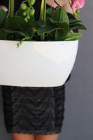 Granada Gedana, gumowy storczyk w białej ceramicznej donicy, wys.72cm