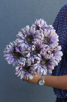 Gerbery Flamenco, bukiet fioletowo-beżowych kwiatów, dł.51cm