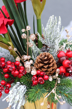 Amarylis Gold, świąteczna kompozycja z czerwonym amarylisem, wys.53cm 