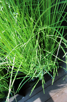 kompozycja Trawy Macarena w sześciennej czarnej donicy, wys.140cm 