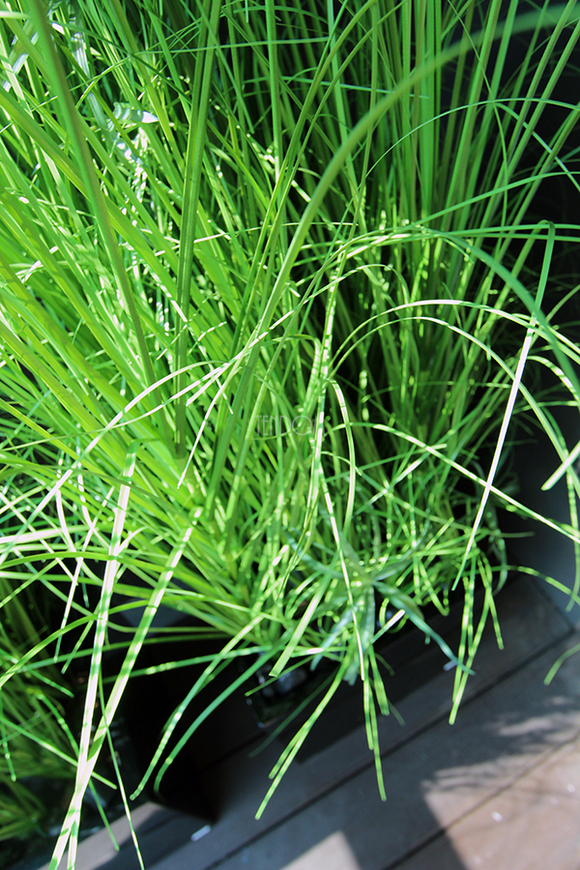 kompozycja Trawy Macarena w sześciennej czarnej donicy, wys.140cm 