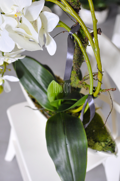 storczyk Laos w ceramicznej, kremowej donicy, wys.56cm 