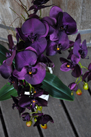 przepiękny storczyk Purple w ozdobnej donicy wys.ok.68cm