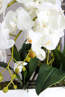 obfity storczyk Romeo w minimalistycznej donicy, wys.70cm