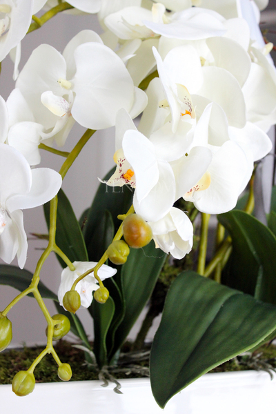 obfity storczyk Romeo w minimalistycznej donicy, wys.70cm 