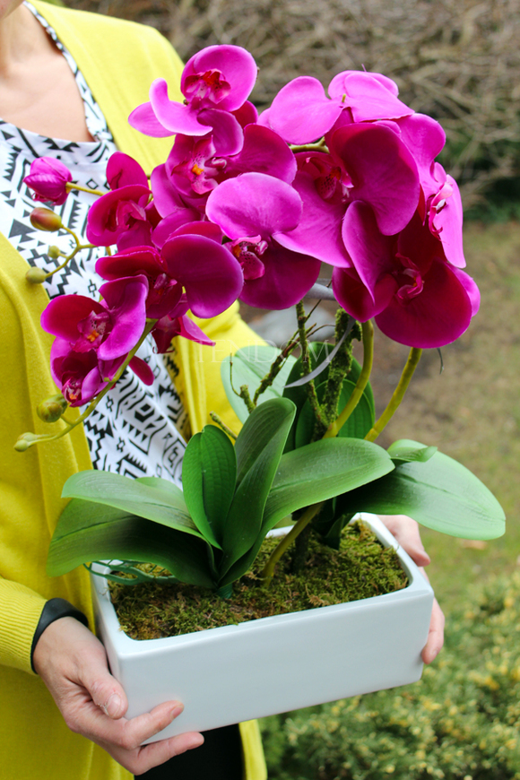 storczyk Banerra Fuksja 3 w ceramicznej, białej donicy, wys.50cm