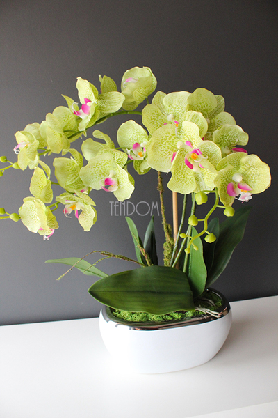 Green zielony storczyk w biało-srebrnej donicy, wys.60cm