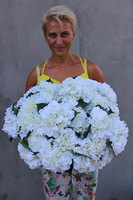 Carlos kompozycja kwiatowa z hortensji, wys.48cm