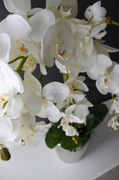 storczyk Sanaro Silver w srebrnej donicy, wys.62cm