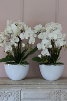 śliczny storczyk Cinderella White & Silver w stylowej donicy, wys.50cm