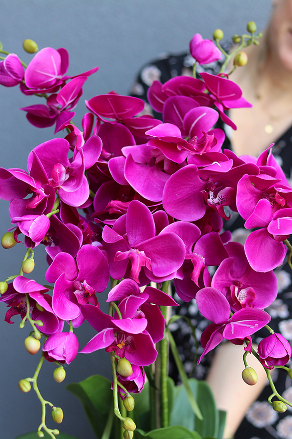 Goldenia Fuksja w złotej donicy, wys.70cm