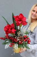 Amarylis Gold, świąteczna kompozycja z czerwonym amarylisem, wys.53cm 