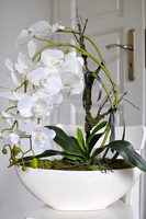 storczyk Laos w ceramicznej, kremowej donicy, wys.56cm