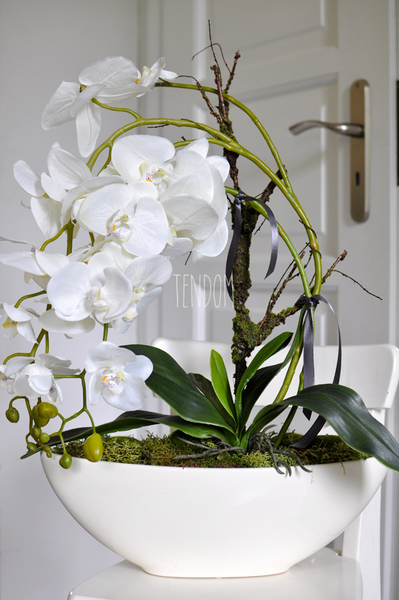 storczyk Laos w ceramicznej, kremowej donicy, wys.56cm