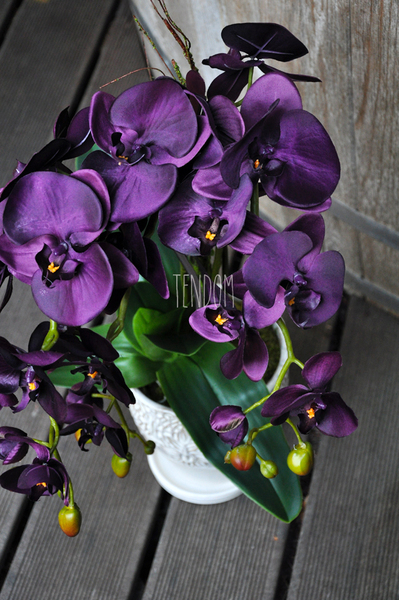 przepiękny storczyk Purple w ozdobnej donicy wys.ok.68cm