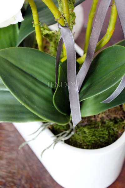 obfity storczyk Romeo w minimalistycznej donicy, wys.70cm