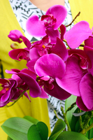 storczyk Banerra Fuksja 3 w ceramicznej, białej donicy, wys.50cm