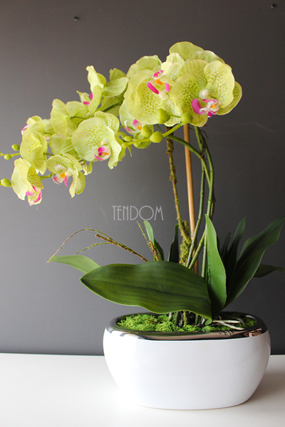 Green zielony storczyk w biało-srebrnej donicy, wys.60cm