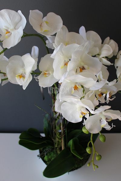 sztuczny storczyk Silver Dreams 3 w srebrnej, aluminiowej donicy, wys.68cm