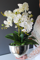 Cinderella Silver Big w srebrnej donicy wys.67cm