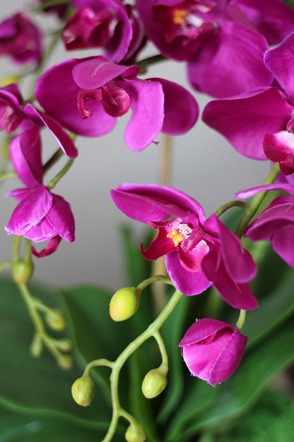 Gallindia, storczyk fuksja w oryginalnej beżowej donicy, wys.50cm