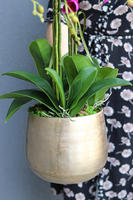 Goldenia Fuksja w złotej donicy, wys.70cm