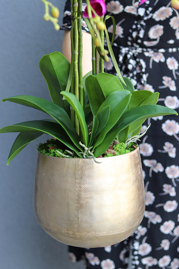 Goldenia Fuksja w złotej donicy, wys.70cm