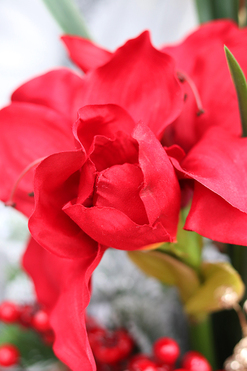Amarylis Gold, świąteczna kompozycja z czerwonym amarylisem, wys.53cm