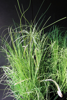 kompozycja Trawy Macarena w sześciennej czarnej donicy, wys.140cm 