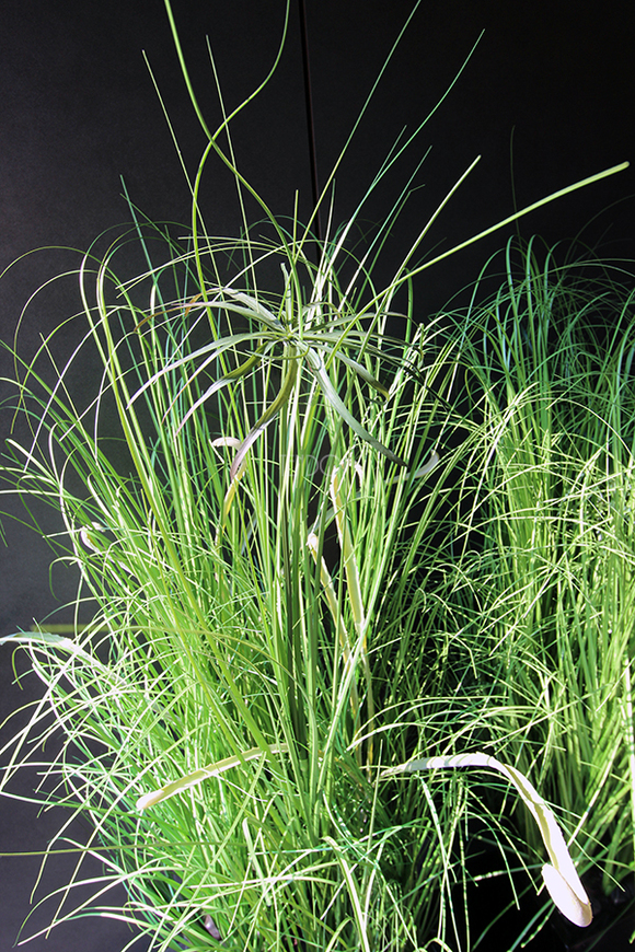 kompozycja Trawy Macarena w sześciennej czarnej donicy, wys.140cm 