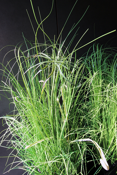 kompozycja Trawy Macarena w sześciennej czarnej donicy, wys.140cm 