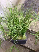 kompozycja Trawy Kolorado w sześciennej donicy, wys.75cm