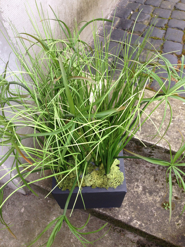 kompozycja Trawy Kolorado w sześciennej donicy, wys.75cm