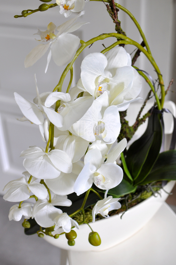 storczyk Laos w ceramicznej, kremowej donicy, wys.56cm 