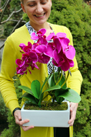 storczyk Banerra Fuksja 3 w ceramicznej, białej donicy, wys.50cm