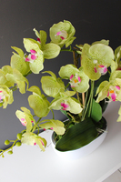 Green zielony storczyk w biało-srebrnej donicy, wys.60cm