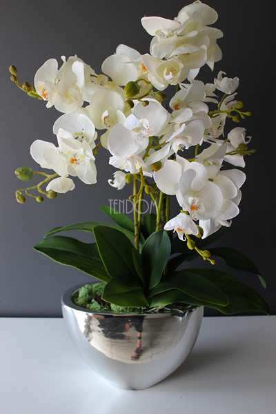 Cinderella Silver Big w srebrnej donicy wys.67cm