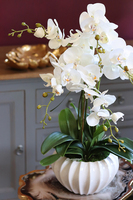 elegancki kremowy storczyk w donicy, Melissa, wys.66cm 