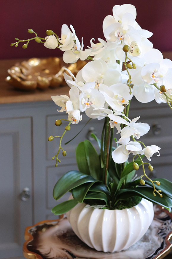 elegancki kremowy storczyk w donicy, Melissa, wys.66cm 