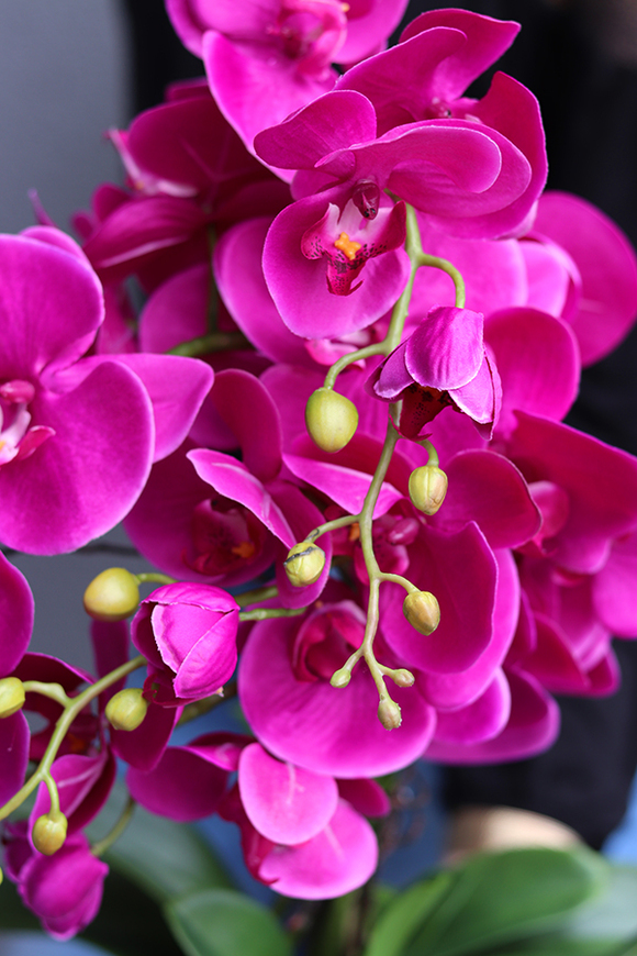 Silver Nerruna Pink efektowny storczyk w srebrnej donicy, wys.60cm